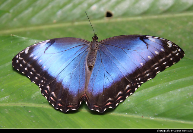 Blue Morpho Butterfly, Braulio Carrillo NP, Costa Rica