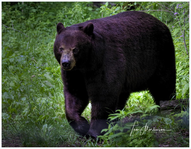 Big Daddy - Male Black Bear