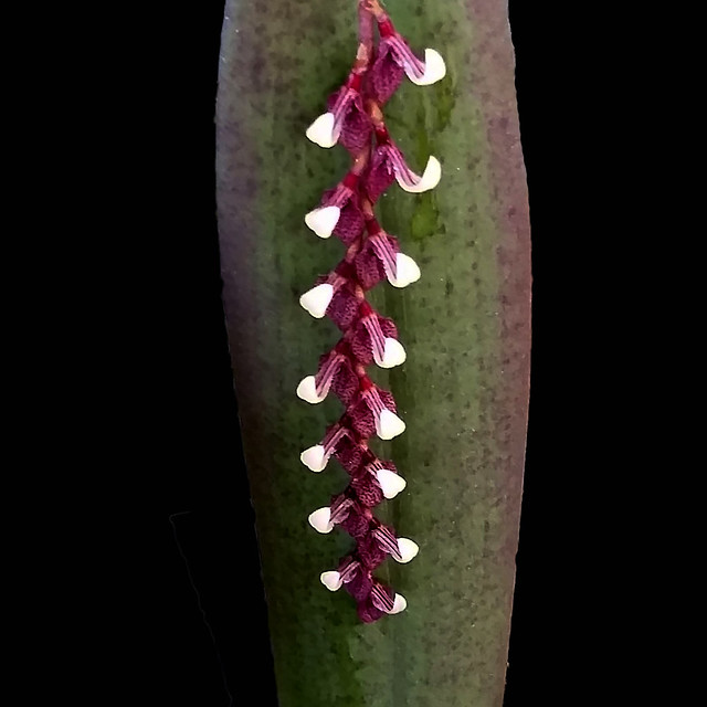 Pleurothalis strupifolia