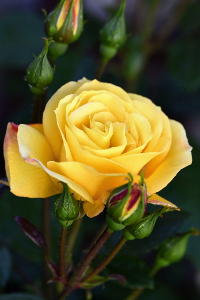 Yellow Rose | Craig Solway | Flickr