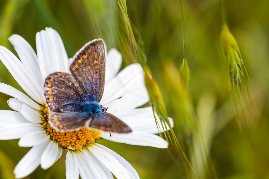 Common Blue Upperwing