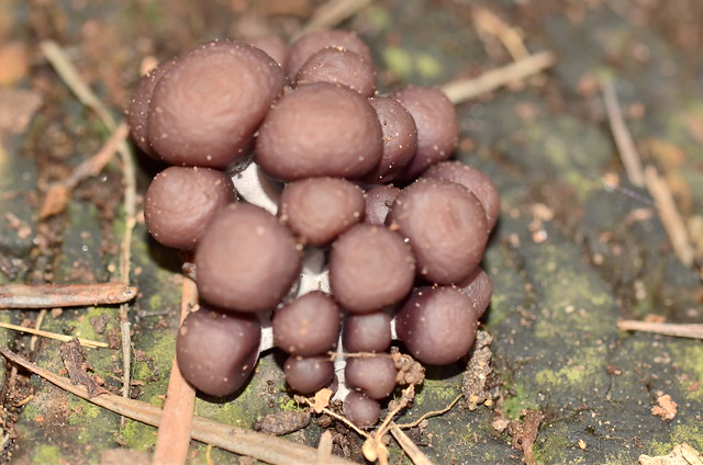 Tiny little mushrooms