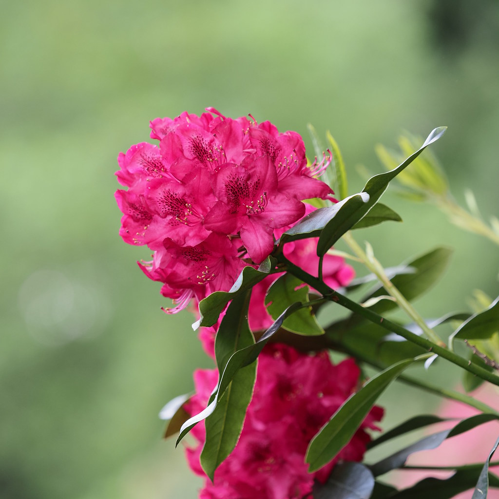 Rhododendron-Blüte 2022 | Hamburg, Öjendorfer Friedhof | Flickr