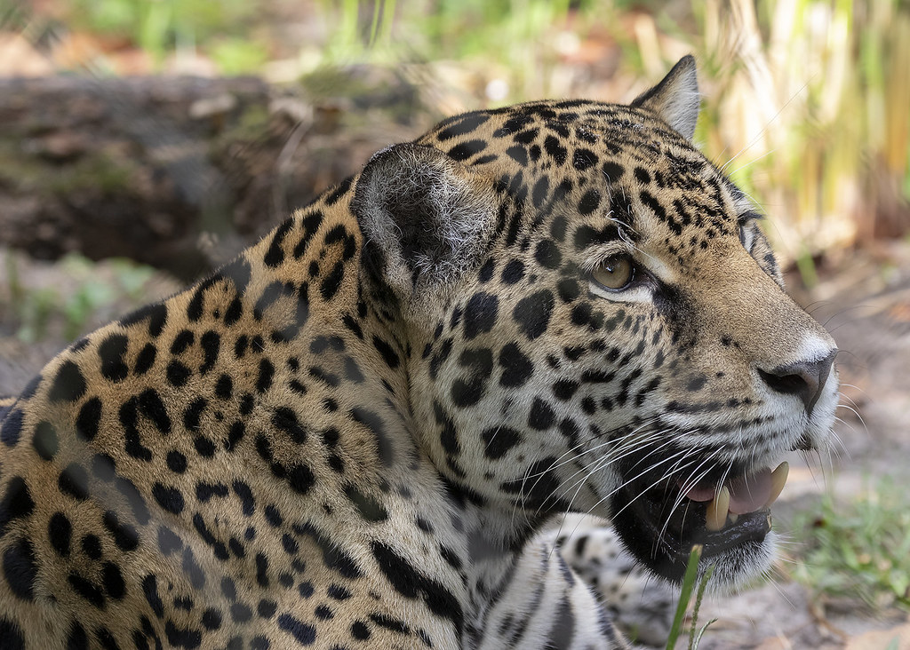 Jacksonville Jaguar (Panthera onca)