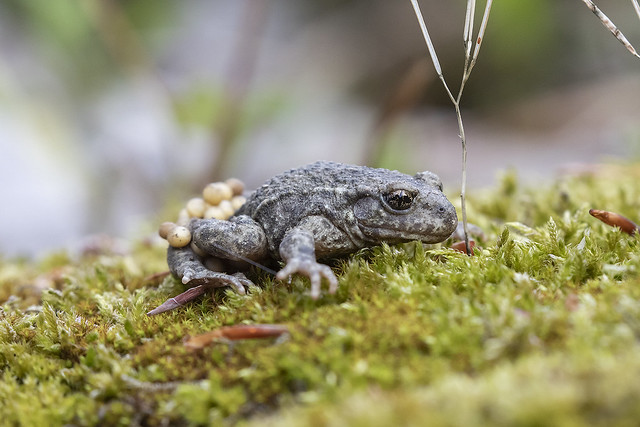 Midwife Toad (Alytes obstetricans)