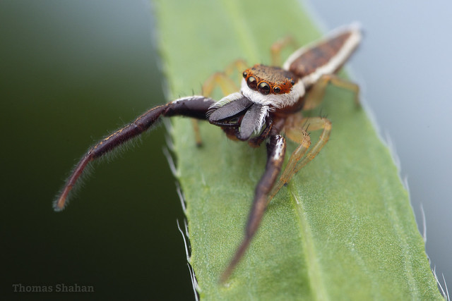 Hentzia palmarum - male jumping spider - Oklahoma