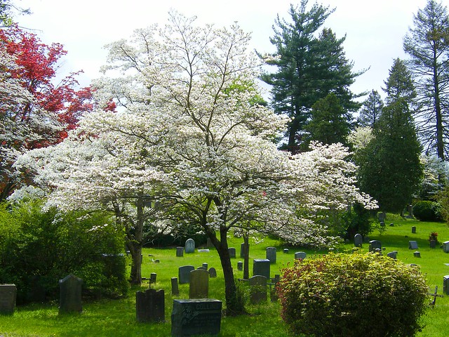 White Spring Tree in Cemetery