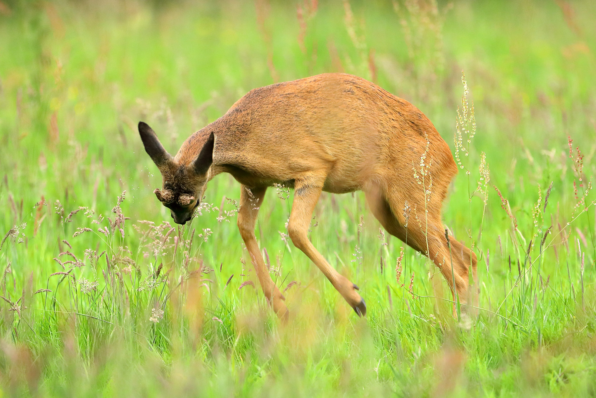 Young roe buck trying to intimidate older buck