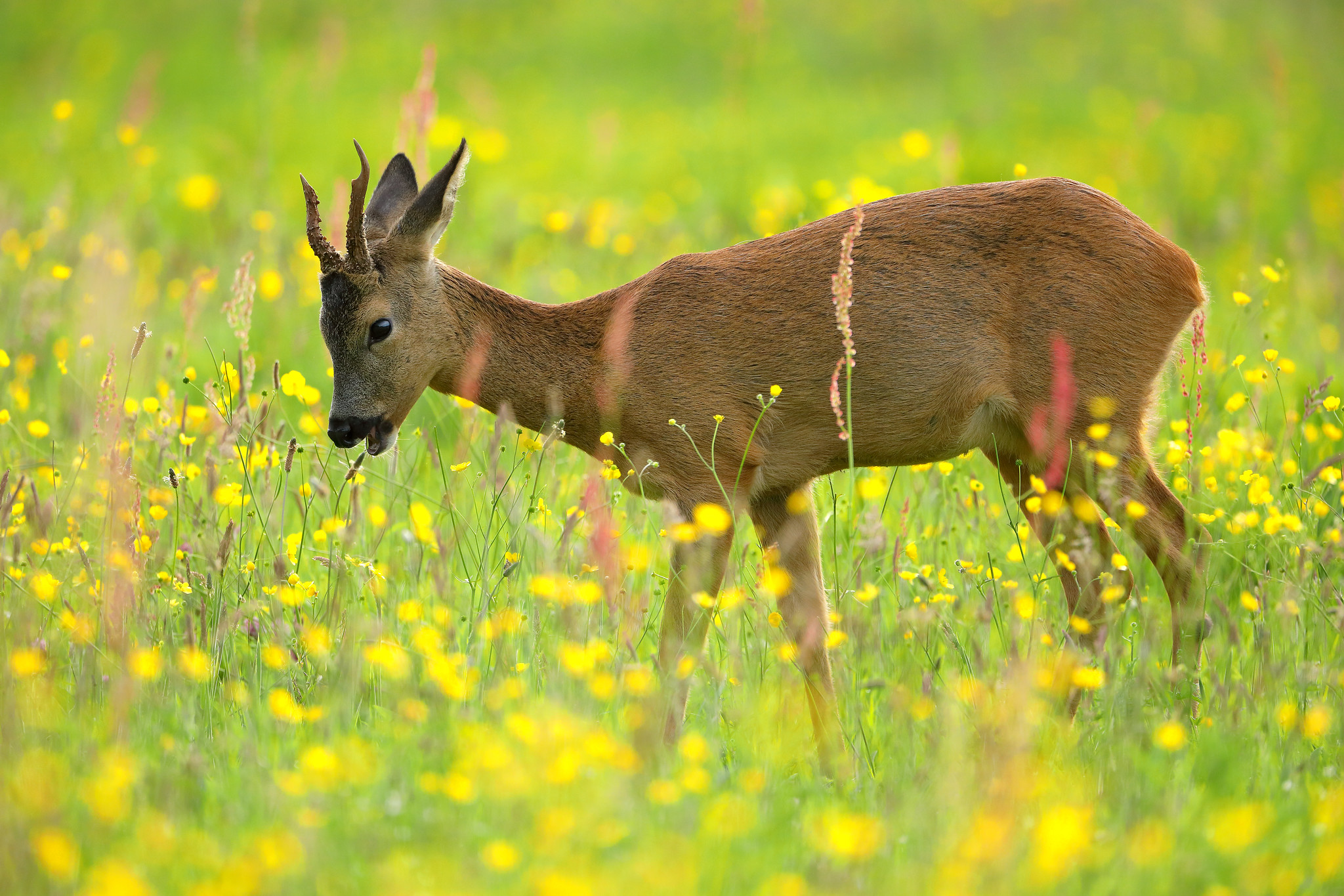 Young roe buck in sunny buttercup meadow