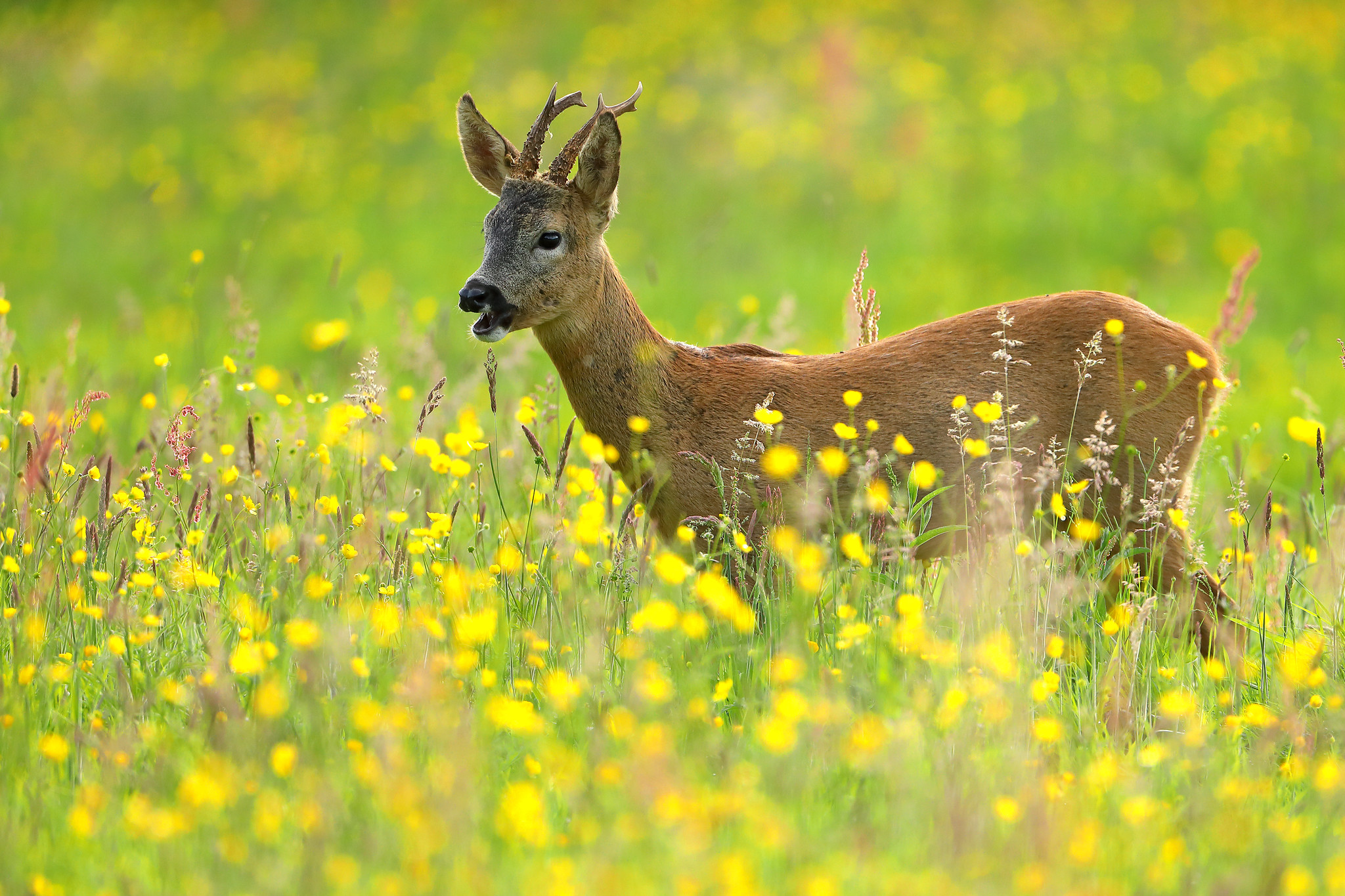 Older roe buck in sunny buttercup meadow