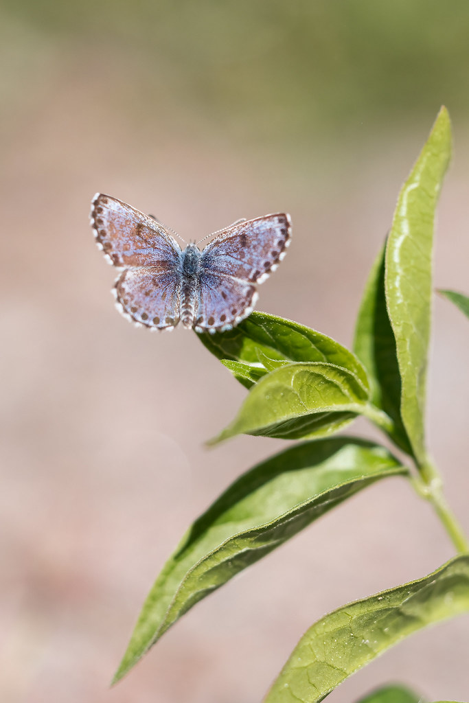 Scolitantides orion | fetörtsblåvinge | Chequered Blue