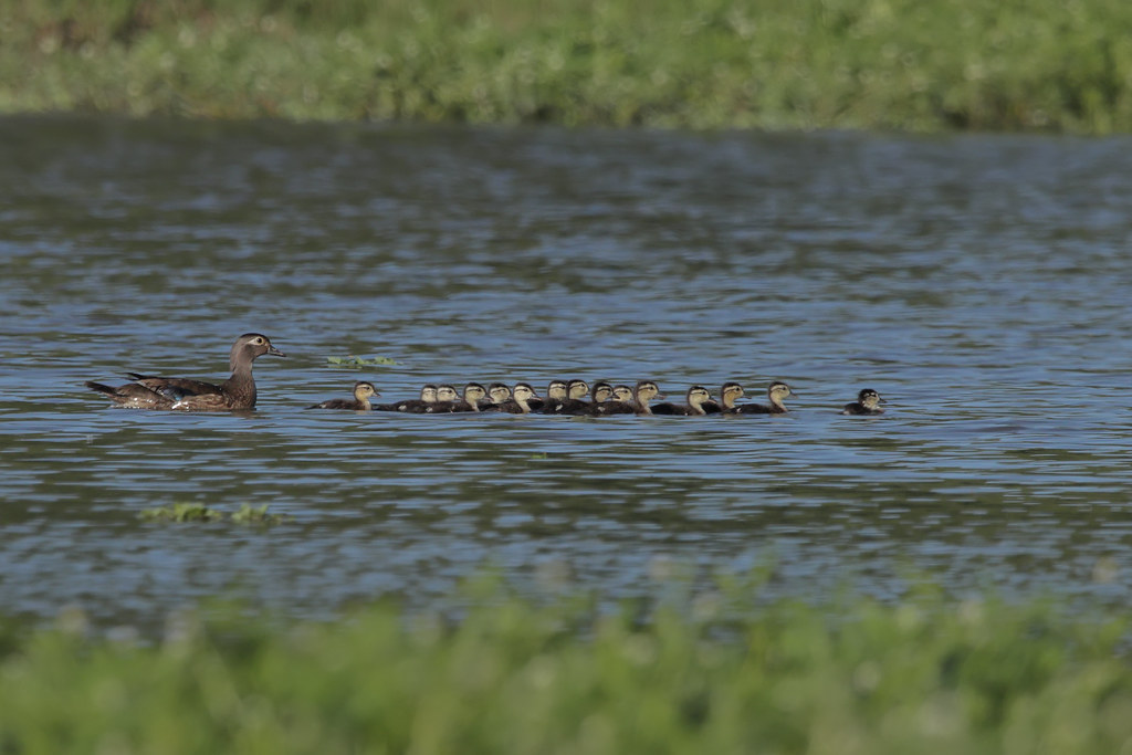 Rips Rookery Wood ducks | Seen at Rip's Rookery. 05-04-2022-Louisiana 90D… | Flickr