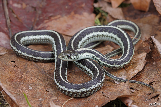 Puget Sound Garter Snake (Thamnophis sirtalis pickeringii)