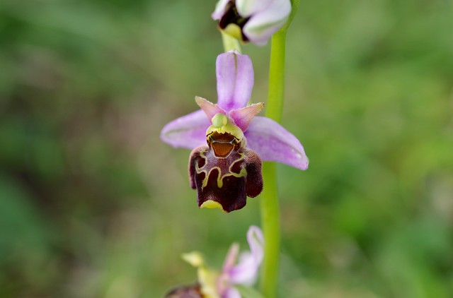 The Late Spider Orchids of Wye Downs
