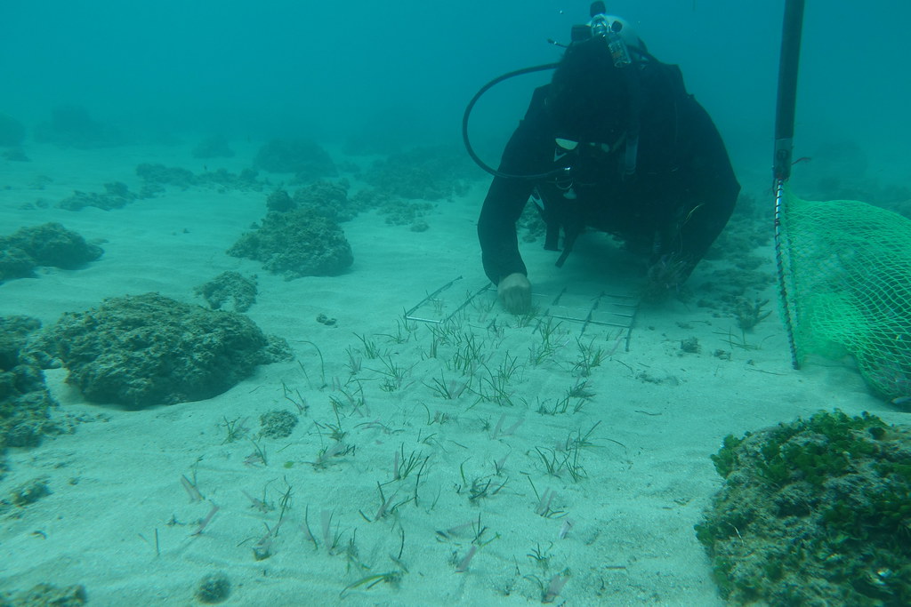 海保署今年進行海草移植行動。圖片來源：海保署新聞稿