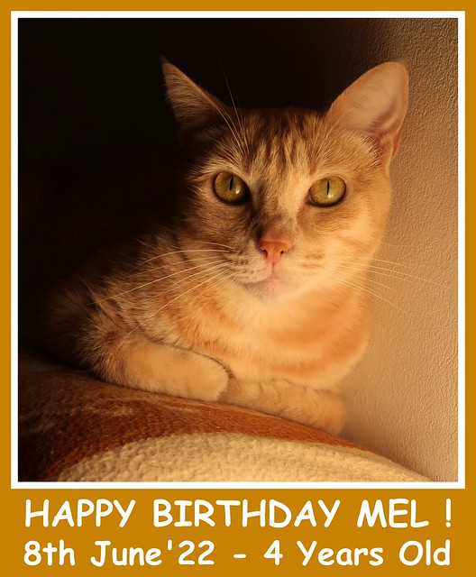 My sweet MEL is a baby today ! ❤️ Hurray !!! 🎉