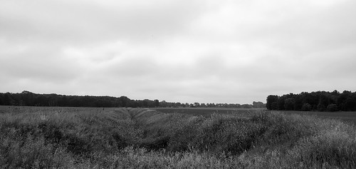Guinan Drain, path 2020s 2021 20210608hazymorntochampionnote10jpg105386 folder folder5000 5300 5386 camera blackandwhite monochrome bw samsung galaxynote10 years months june events seasons spring terrain sky cloud fields corn tree woodlot places michigan eatoncounty roxandtownship guinandrain