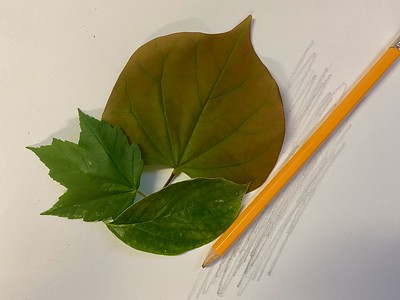 Three different leaves and a pencil sit on a piece of paper.