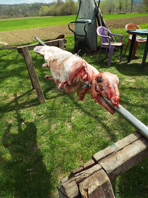 Preparation for traditional Lamb roasting in Croatia