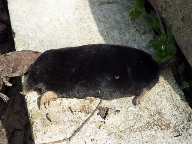 Juvenile Croatian Mole