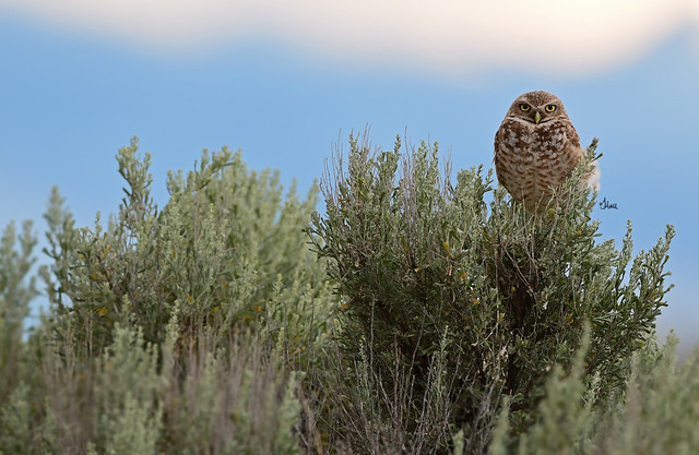 Burrowing Owl on Lookout Duty - 7419b+