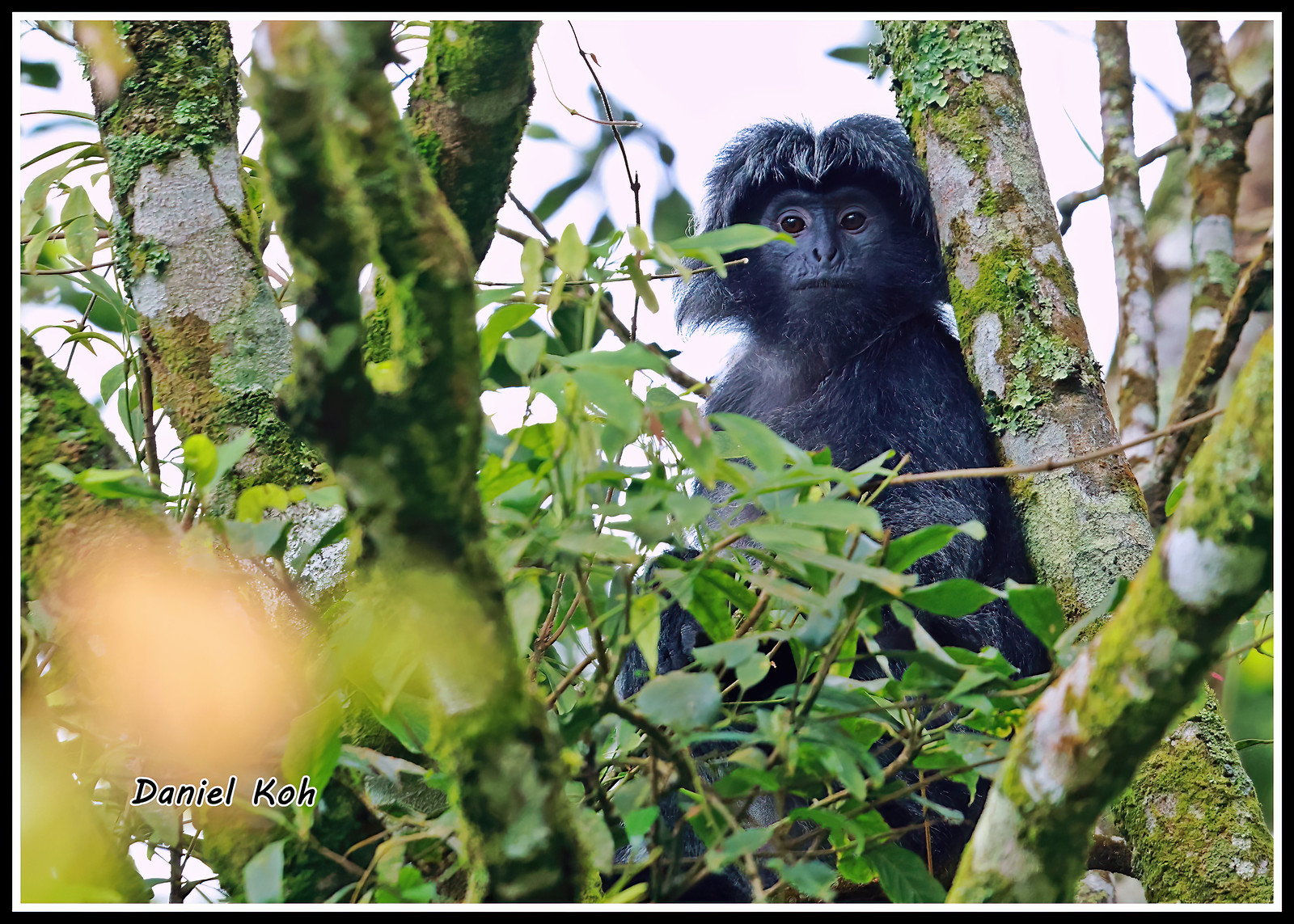 Java Leaf Mankey Monkey | Flickr