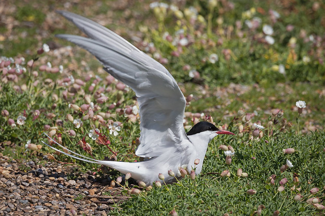 Arctic Tern SItting on Egg