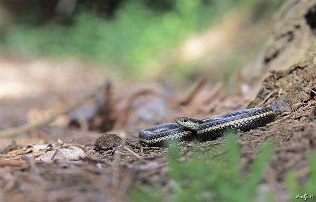 Northwestern Garter Snake (Thamnophis ordinoides)