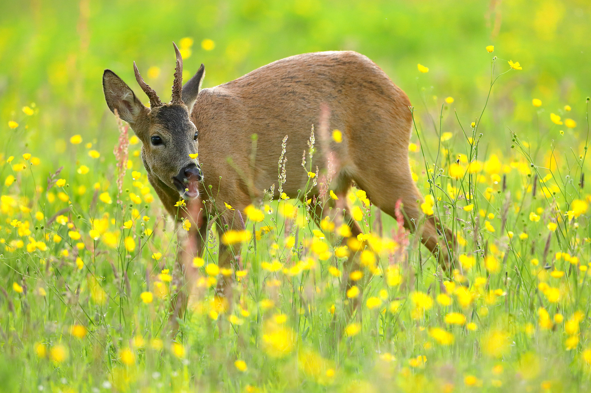Young roe deer feeding on buttercups