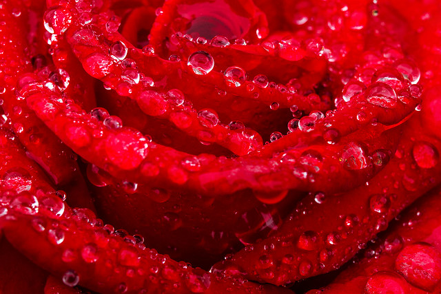 ... raindrops on roses ...