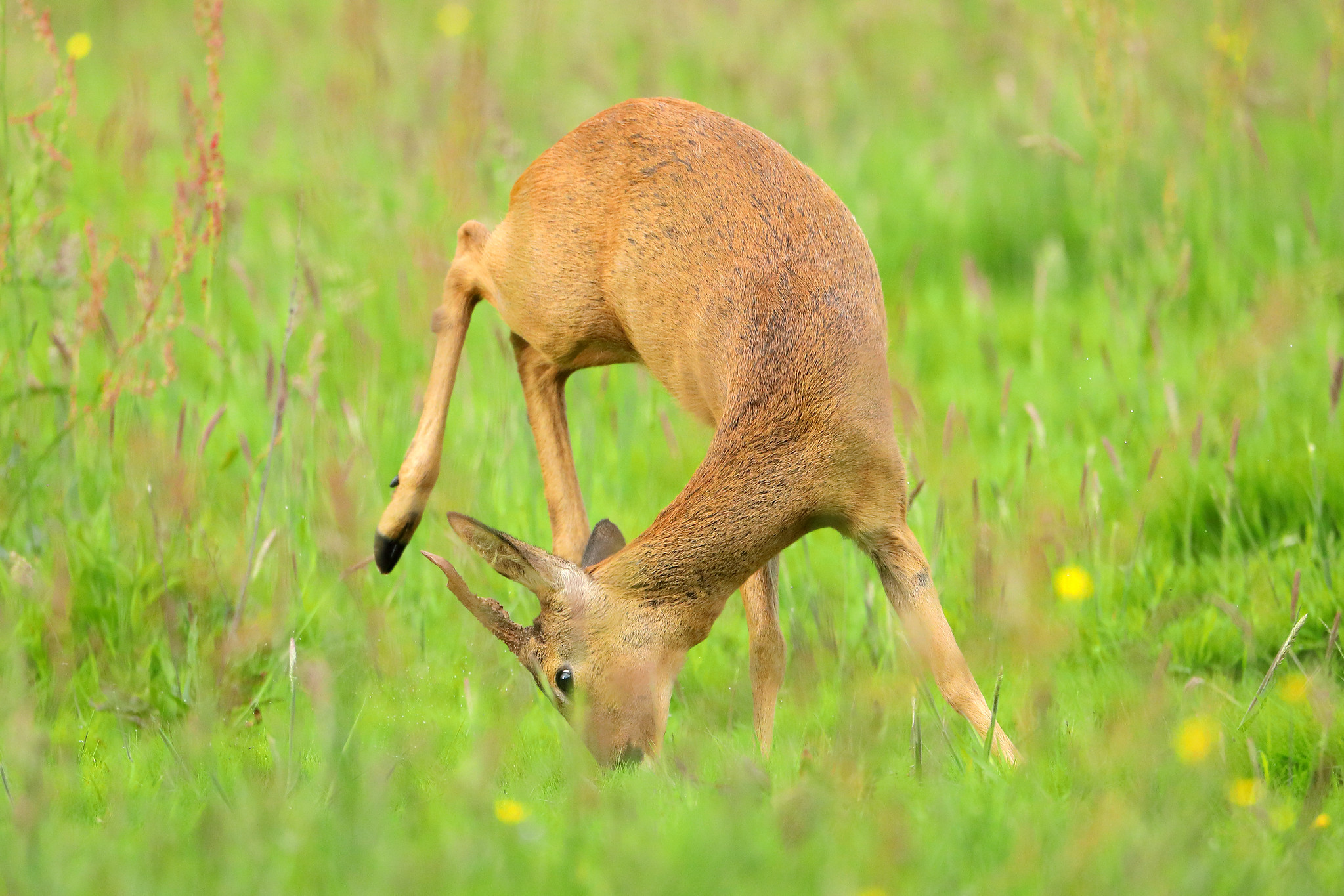 Young roe buck trying to intimidate older buck