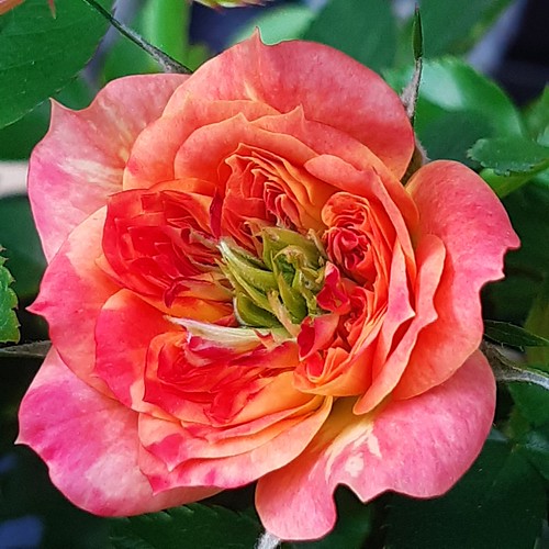 Ravishing Rose! | Yet another bud opened on our potted Manda… | Flickr