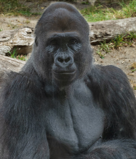 Gorilla At The San Diego Zoo 2055A