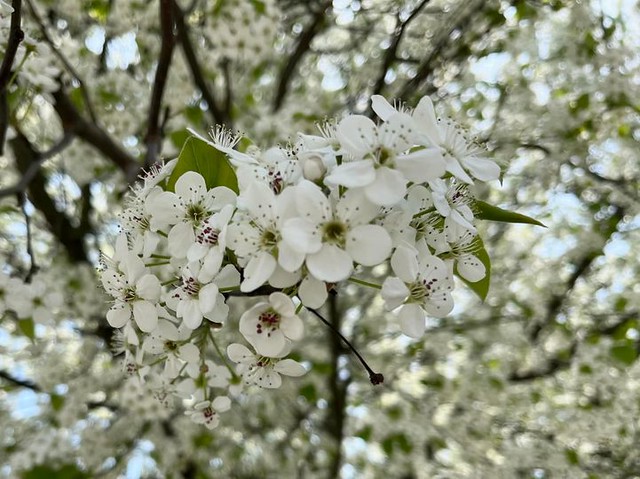 Blossom, Bradford pear (Pyrus calleryana), Novi, Michigan