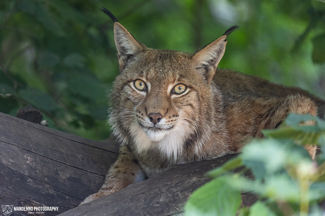 Eurasian Lynx - Zoo Duisburg - Germany