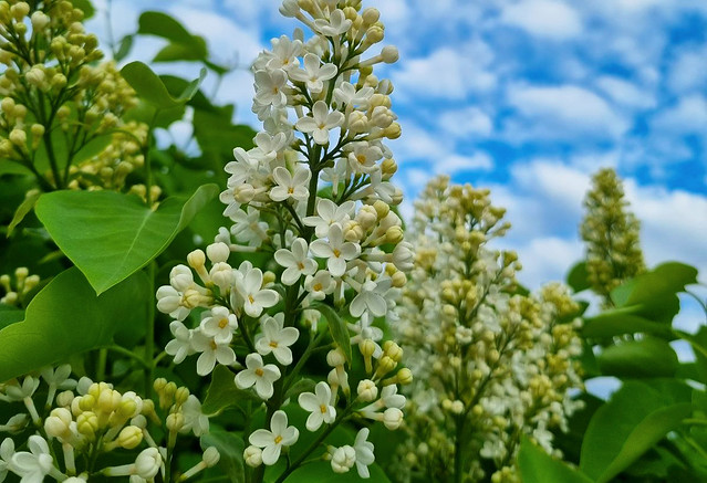 Blooming White Lilac