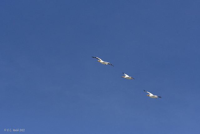 Flying in formation