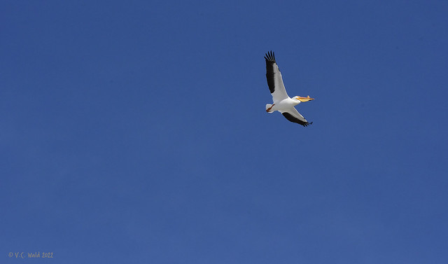 A white pelican over Bozeman