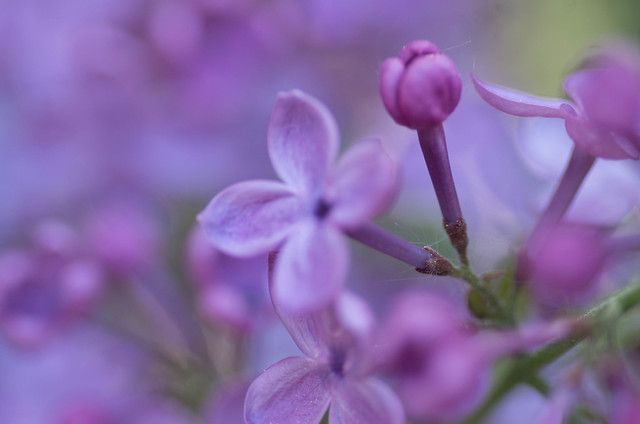 The Secret World of Lilacs