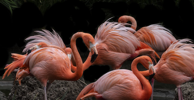 Gathering Of Flamingos 2043A
