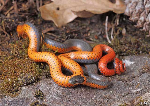 Northwestern Ringneck Snake (Diadophis punctatus occidentalis)