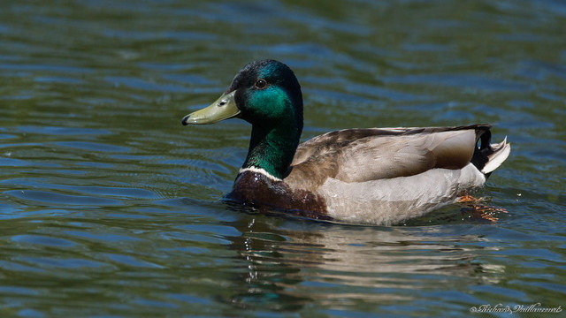 Canard colvert - Mallard duck, P.Q., Canada - 01478