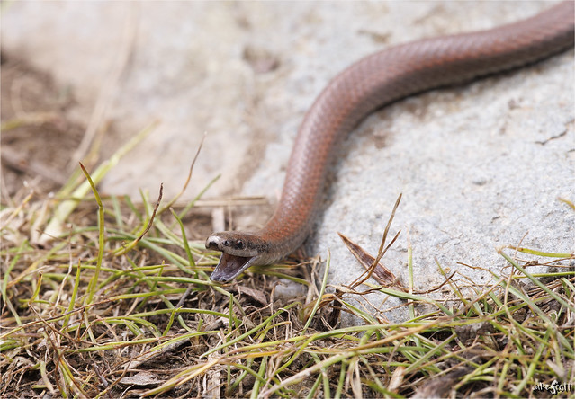 Commo Sharp-tailed Snake (Contia tenuis)
