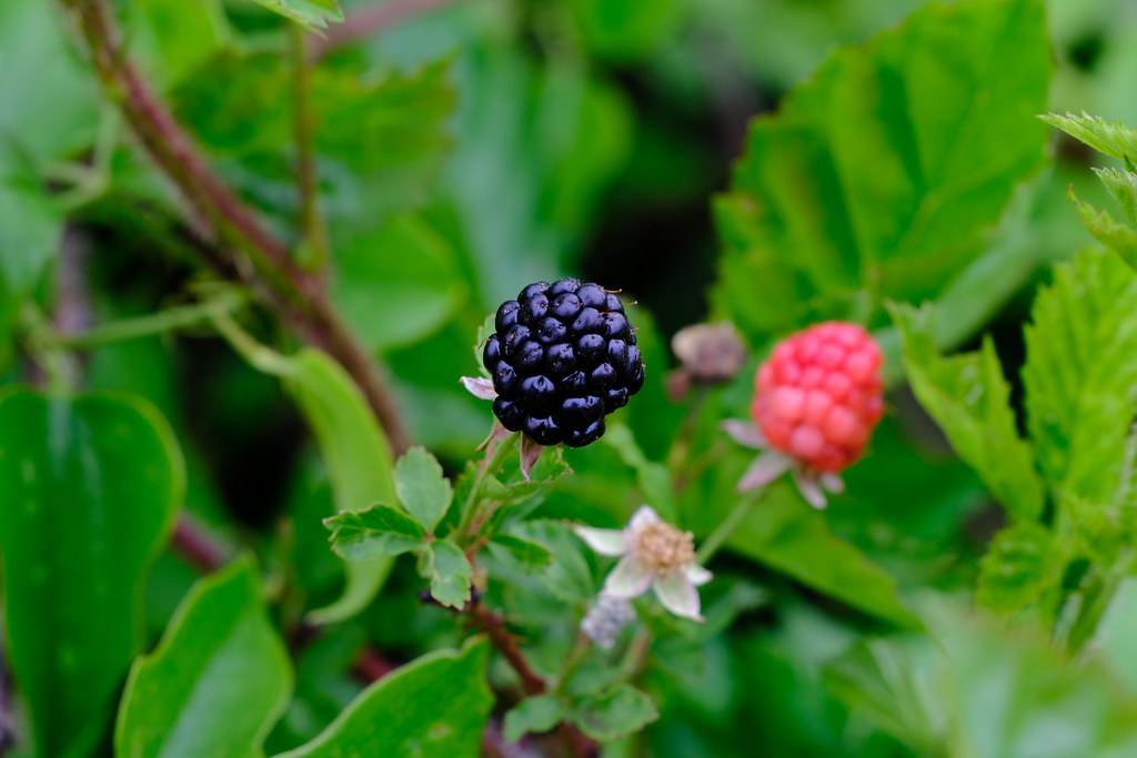 Raspberry Flickr Wild Raspberry 5.7.22 | Gene Ellison | Flickr
