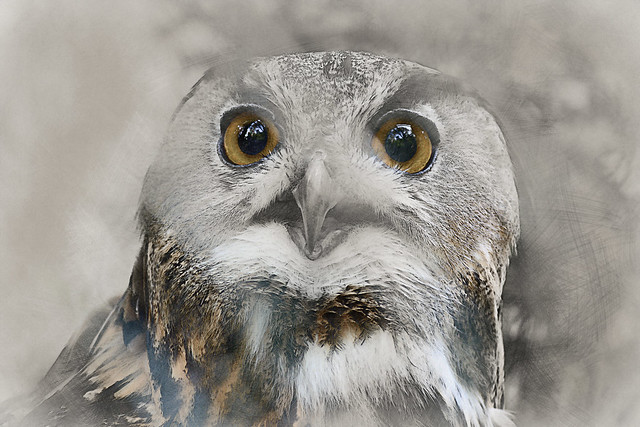 Eagle Owl, pencil style