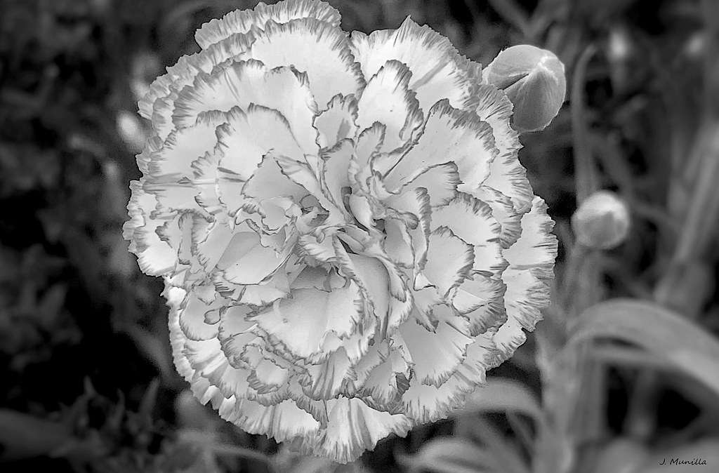 IMG-6942bn | Dianthus caryophyllus Planta El clavel o clavel… | Flickr