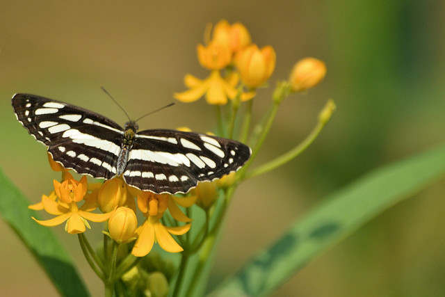 Butterflies from Purulia