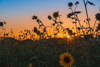 In the Sunflower Field