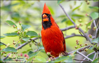 Backyard Northern Cardinal