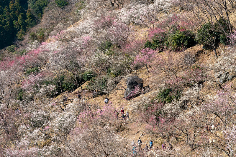 湯河原梅林